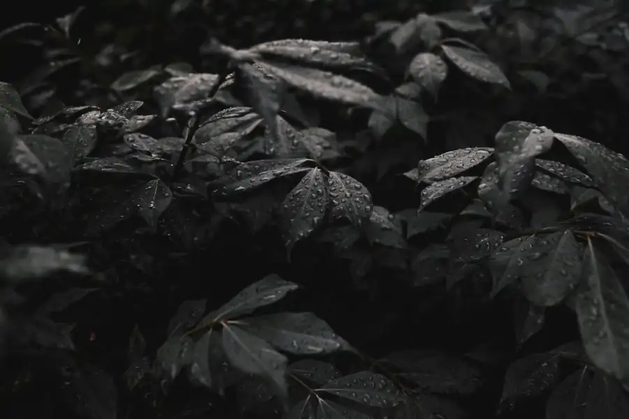 Contact Background